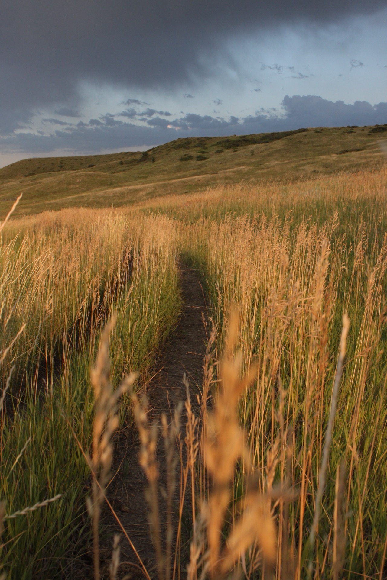 A singletrack trail through golden grass at sunset