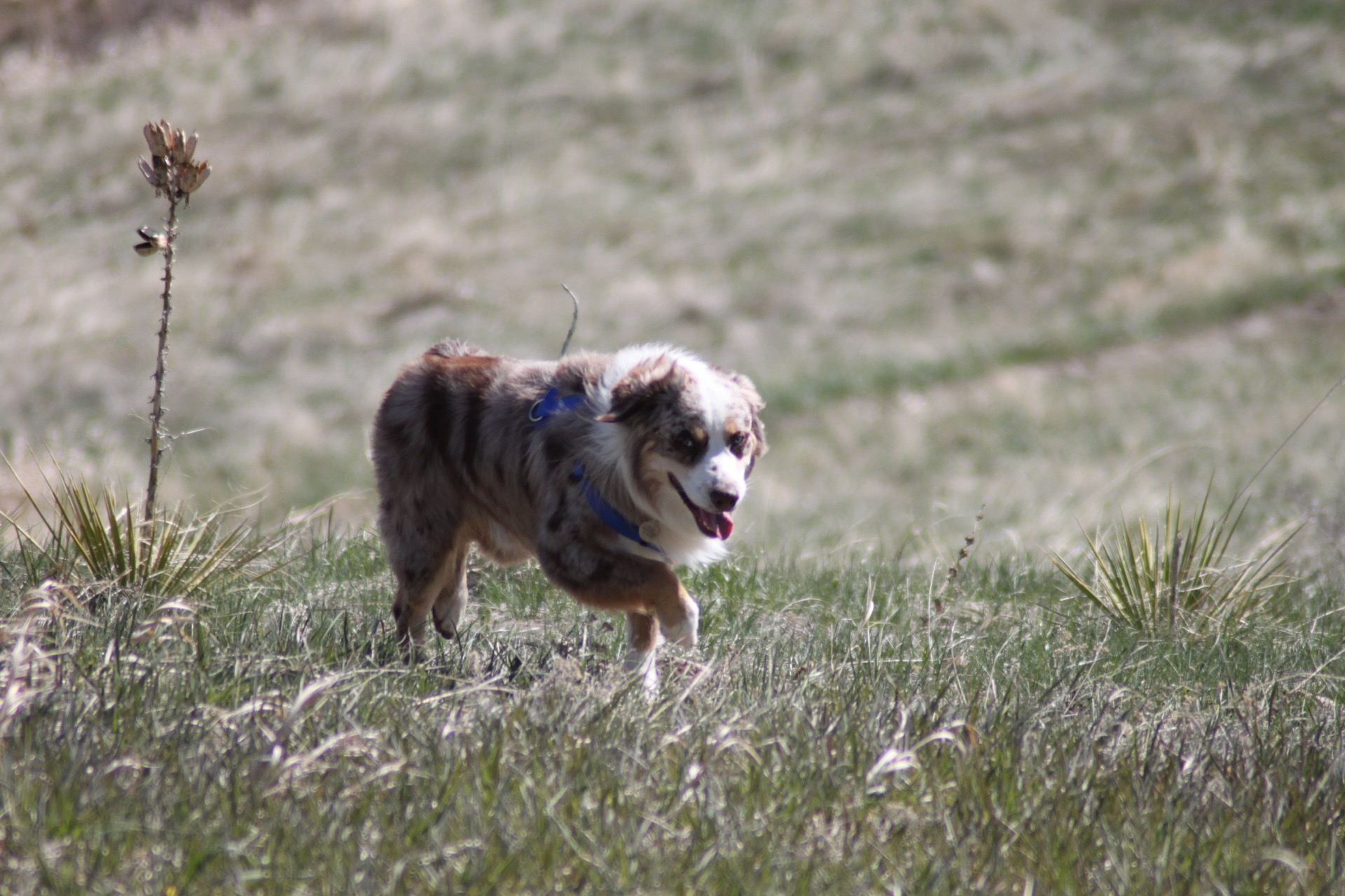 An Australian shepherd running through a mountain meadow