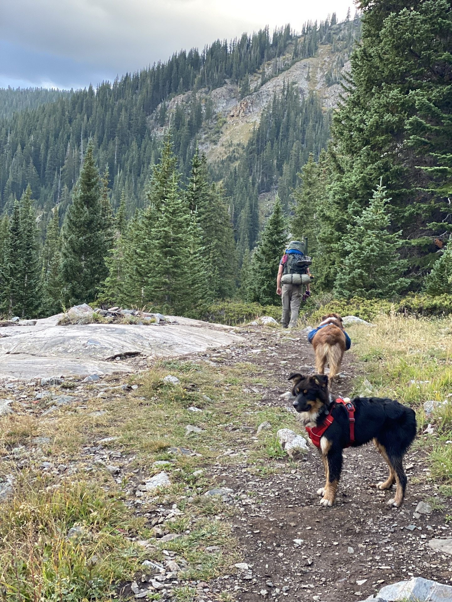 A backpacker and a trail dog on an alpine forest trail