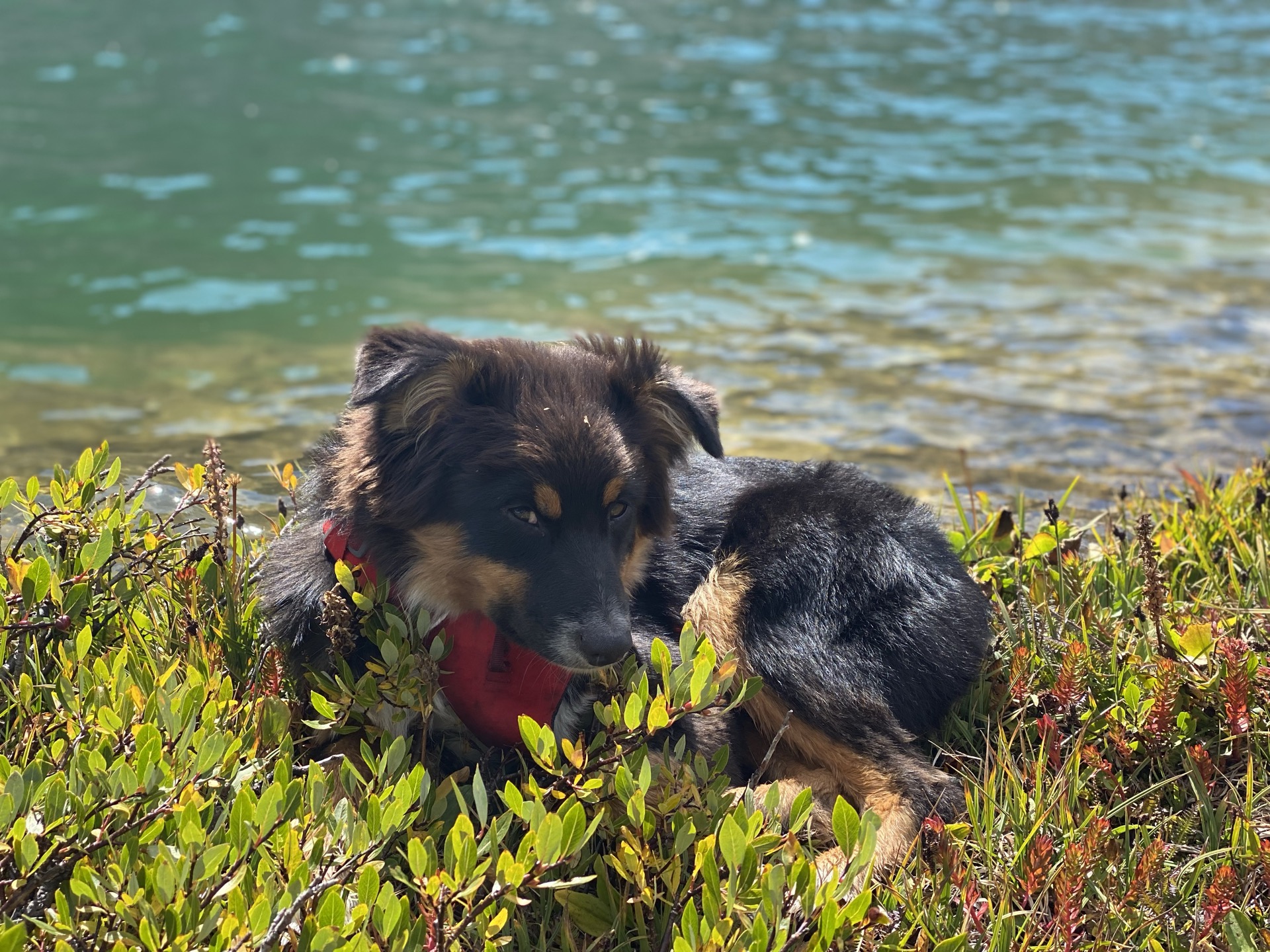 A dog resting beside an alpine lake