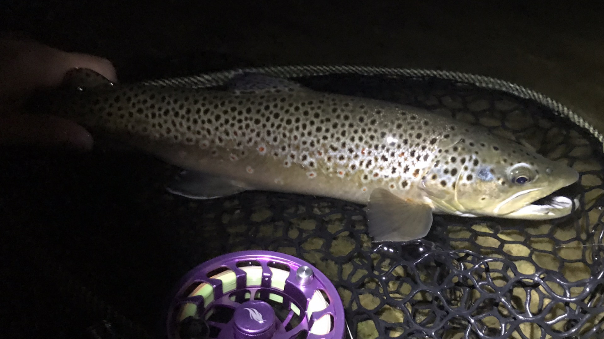 A brown trout in a landing net at night beside a purple fly reel during the evening hatch
