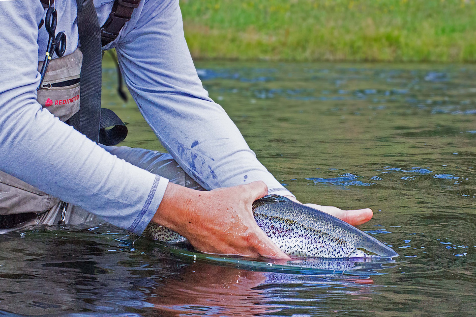Releasing a wild rainbow trout back into a river